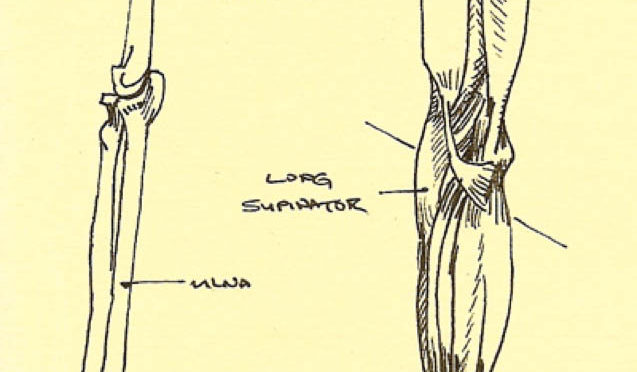 Anatomy For Artists – Open Registration